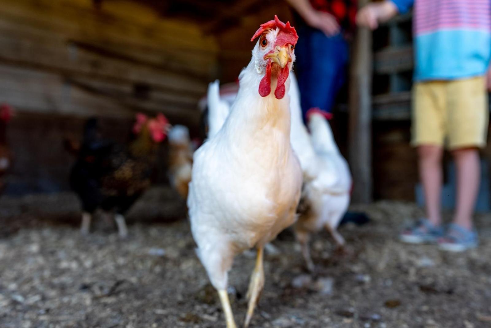 Madeline Farms Villa Luray Kültér fotó