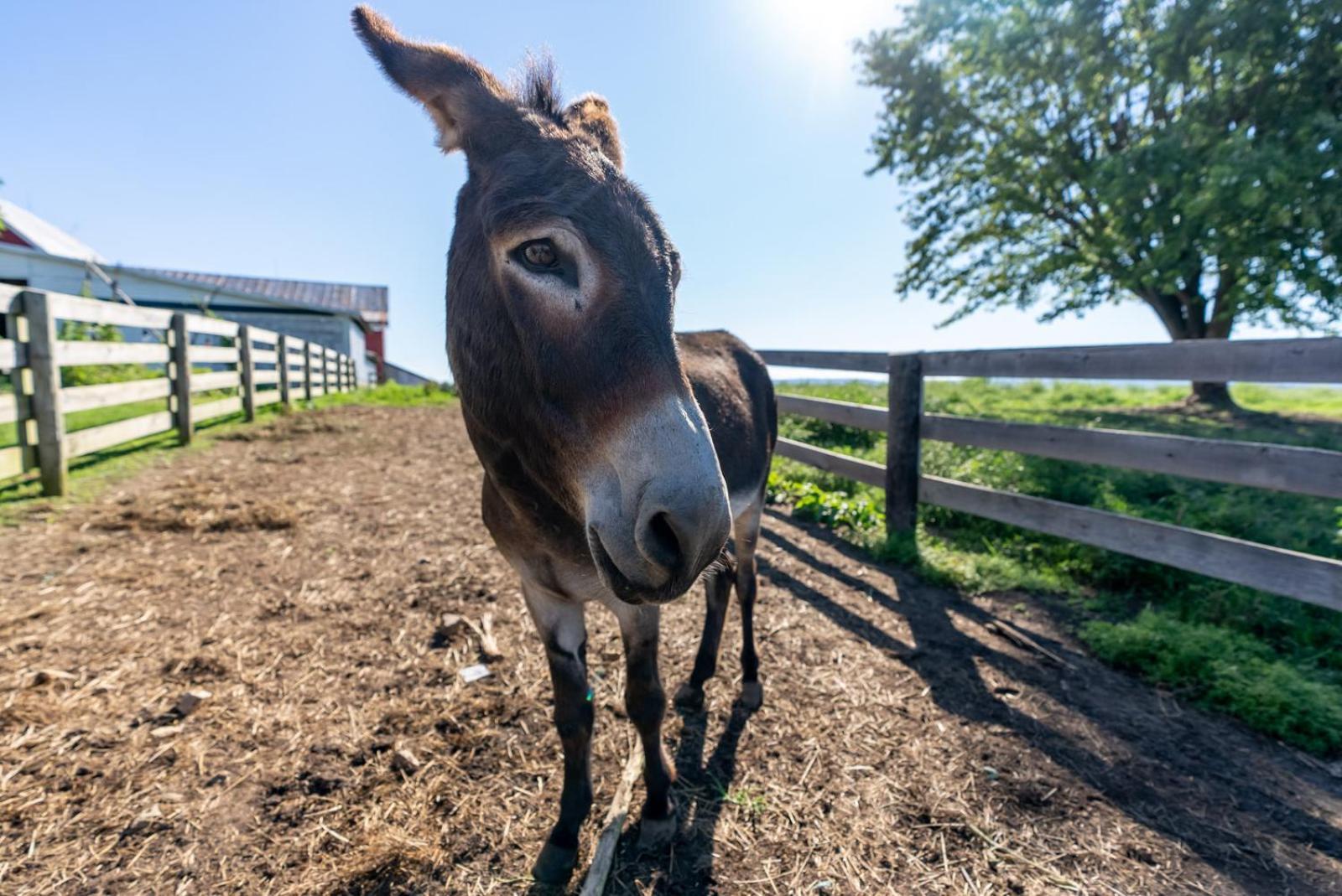 Madeline Farms Villa Luray Kültér fotó